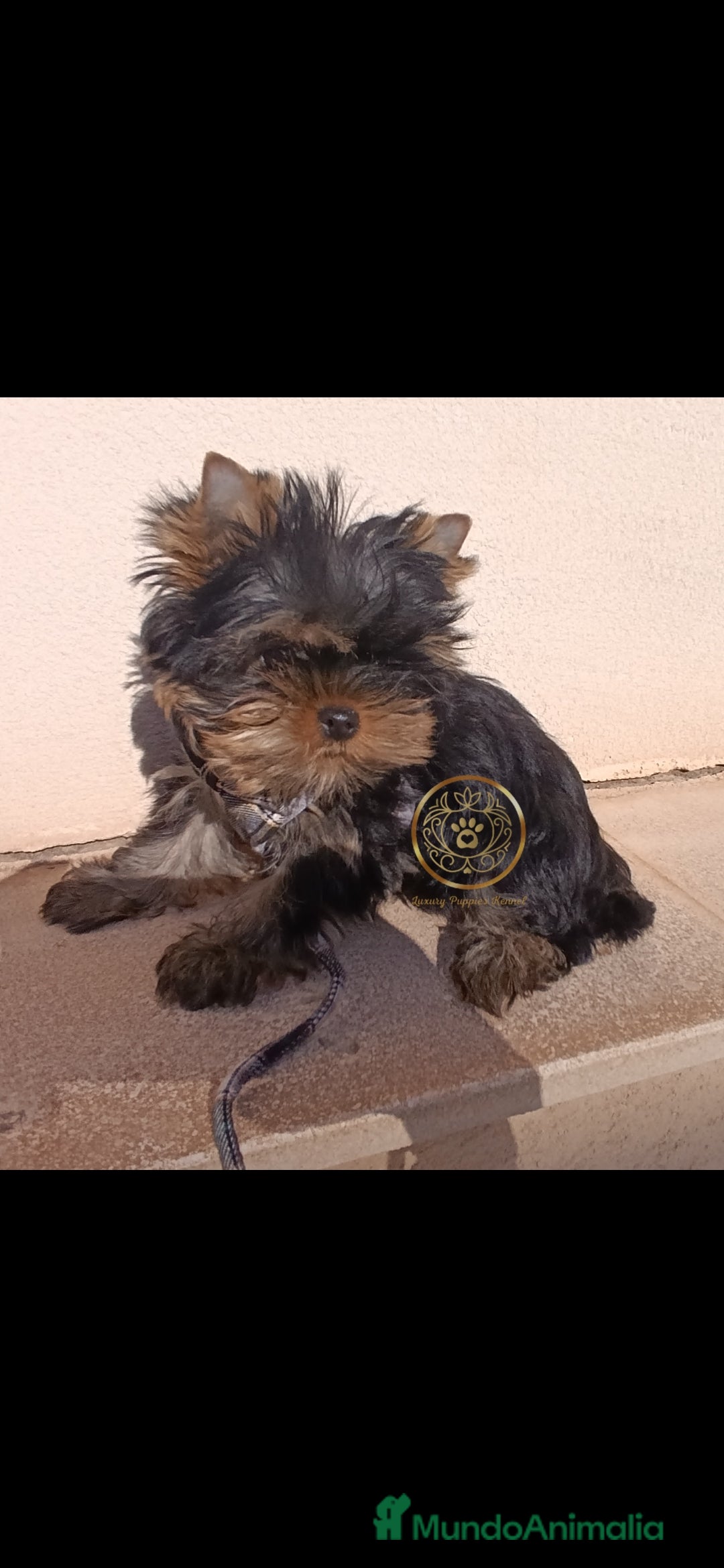 Yorkshire Terrier perros en venta: Yorkshire terrier macho  - Imagen 3