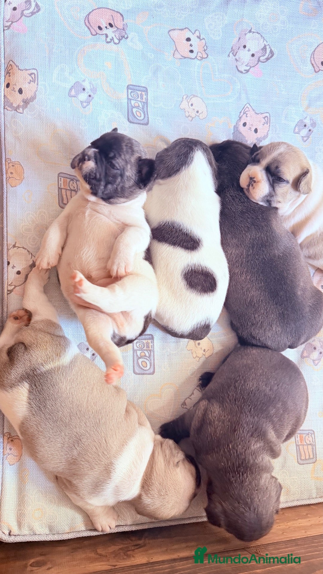 Bulldog Francés perros Cachorro bulldog frances - Anuncio 1