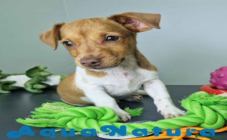 Jack Russell Terrier perros - Anuncio 1