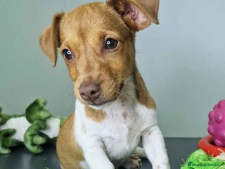 Jack Russell Terrier perros - Anuncio 6
