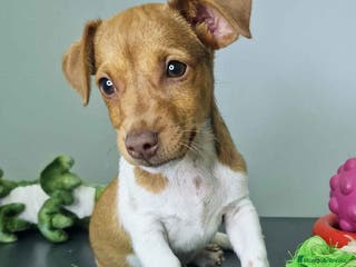 Jack Russell Terrier perros Jack Russel Macho JMU 7730 AQUANATURA - Anuncio 13