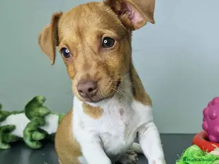 Jack Russell Terrier perros Jack Russel Macho JMU 7730 AQUANATURA - Anuncio 4