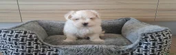 Bichón Maltés perros en venta: Cachorritos de Bichon Maltes  - Anuncio 5