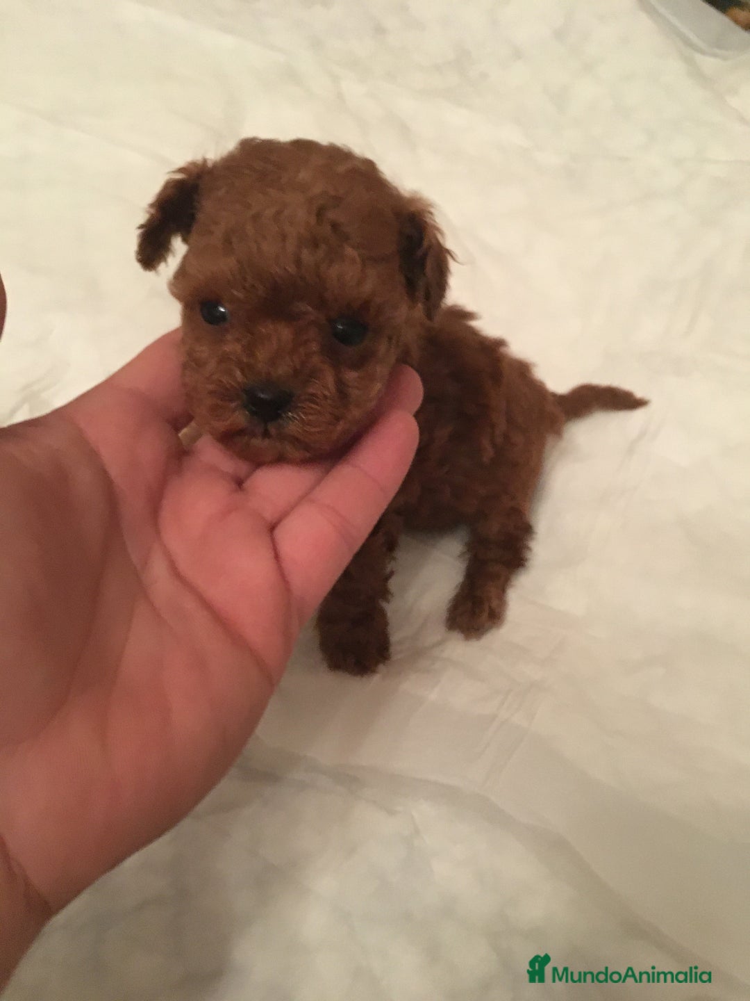 Caniche Toy perros en venta: CANICHES TOYS Y MINI TOYS - Imagen 3