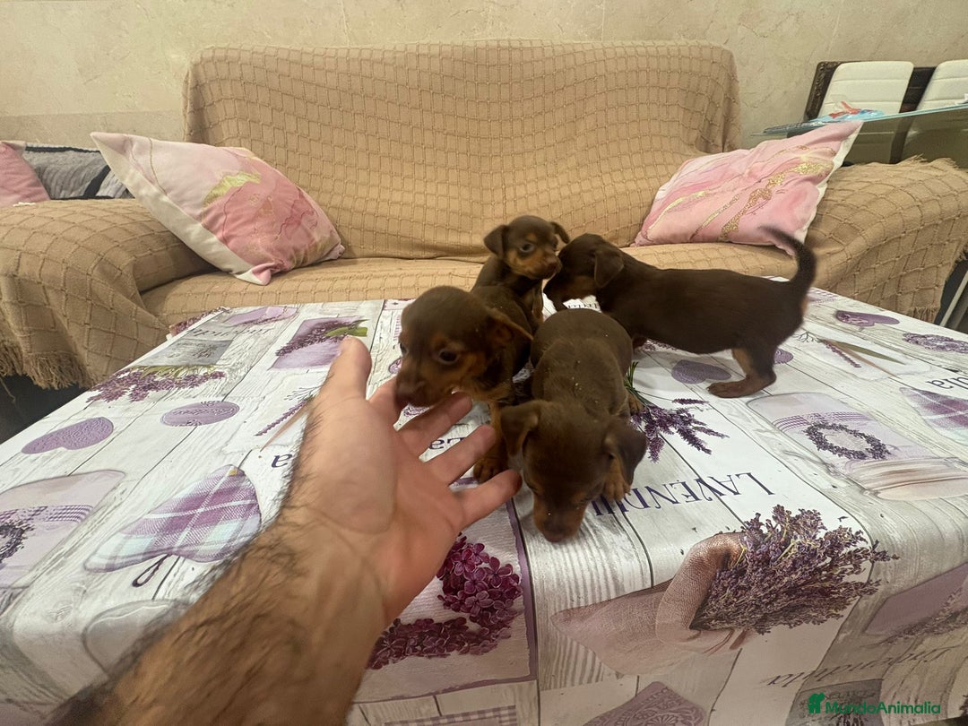 Pinscher Miniatura perros en venta: Pinscher miniatura chocolate  - Imagen 4