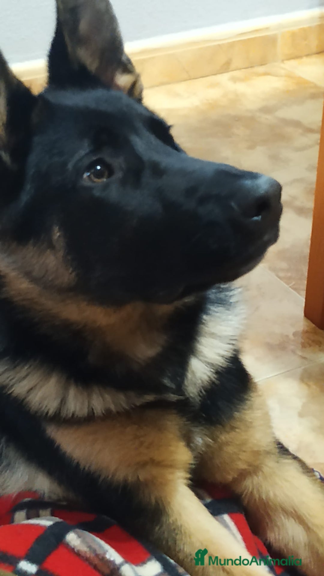 Pastor Alemán perros en adopcion: Hembras adorables  - Anuncio 1