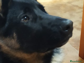 Pastor Alemán perros Hembras adorables - Anuncio 1