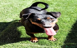 Pinscher Miniatura perros en adopcion: Pincher  - Imagen 3