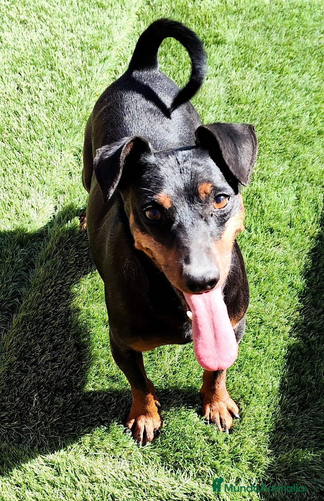 Pinscher Miniatura perros en adopcion: Pincher  - Imagen 3