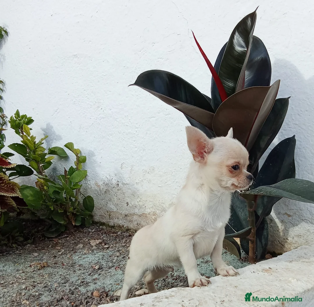 Chihuahua perros en venta: Chihuahua  en Barcelona - Anuncio 5