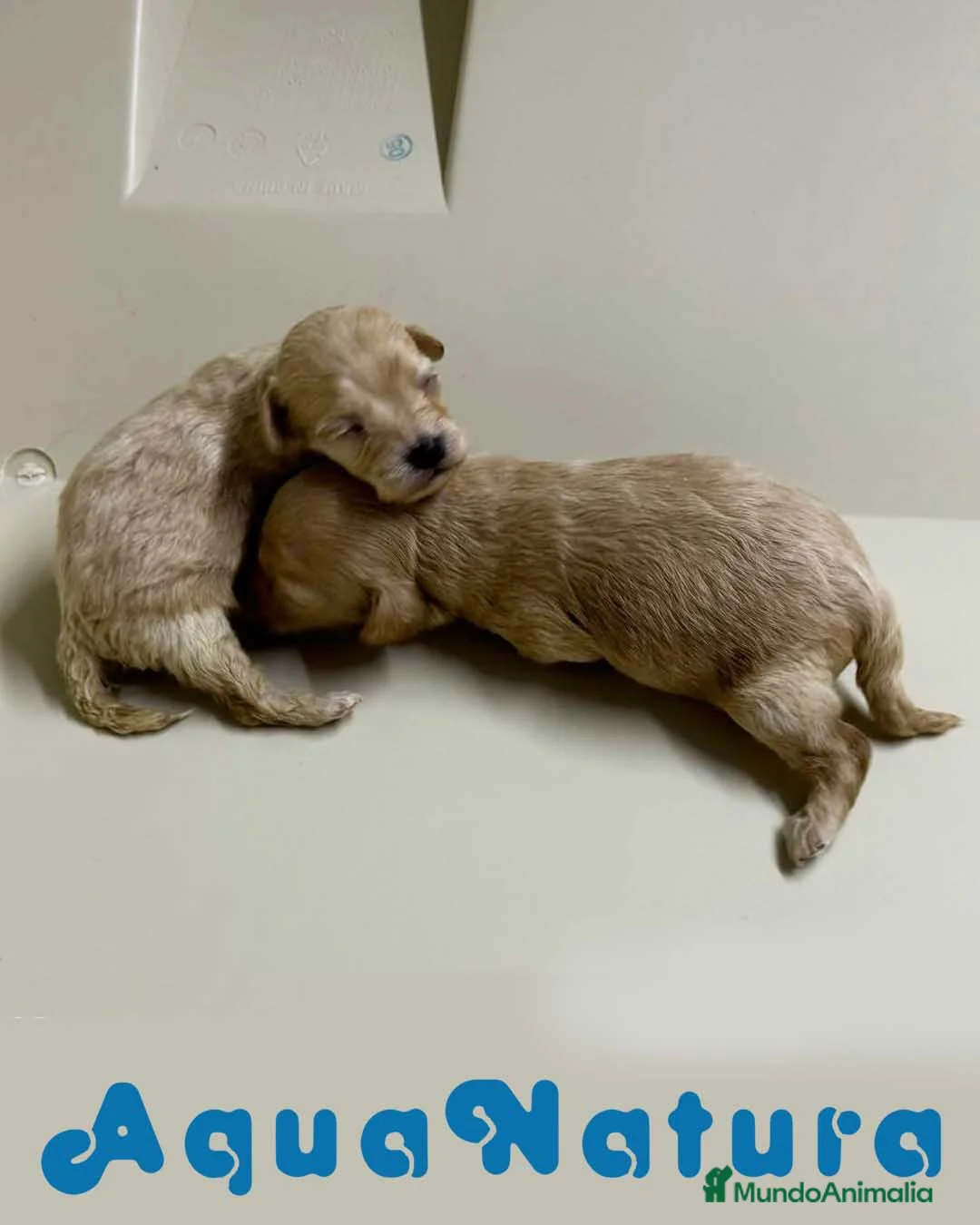 Caniche Toy perros en venta: Camada HAVAPOO de Karina y Alejo - AQUANATURA en Barcelona - Anuncio 2