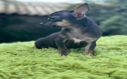Chihuahua perros en venta: Chihuahua macho - Imagen 6