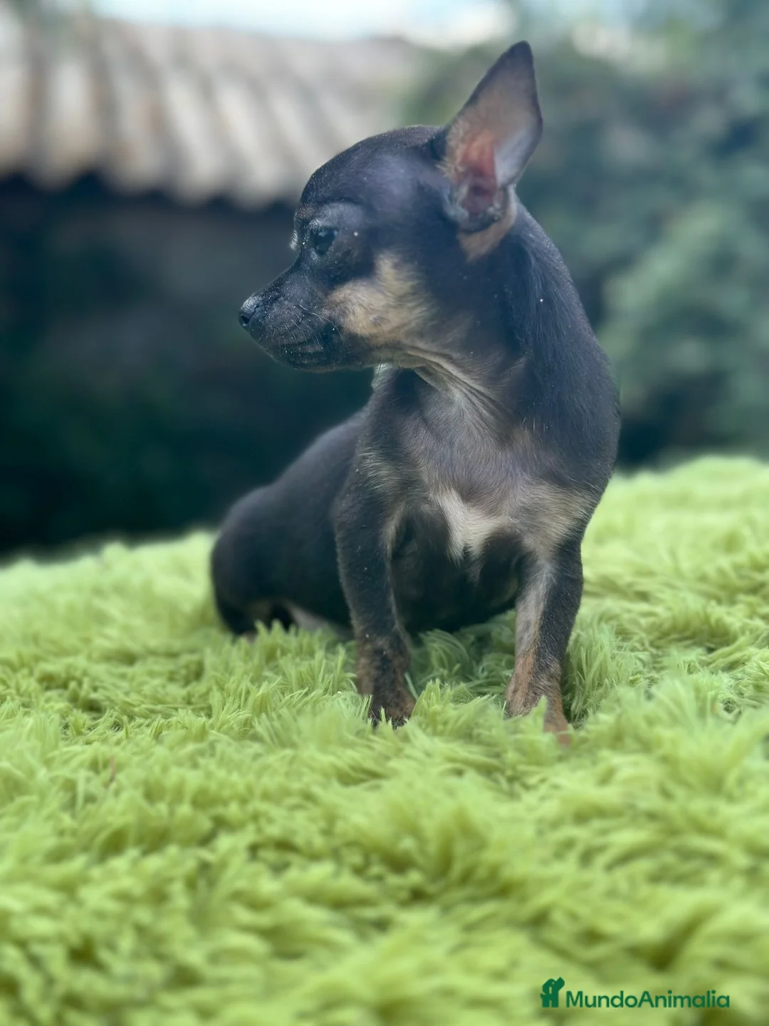 Chihuahua perros en venta: Chihuahua macho - Anuncio 6