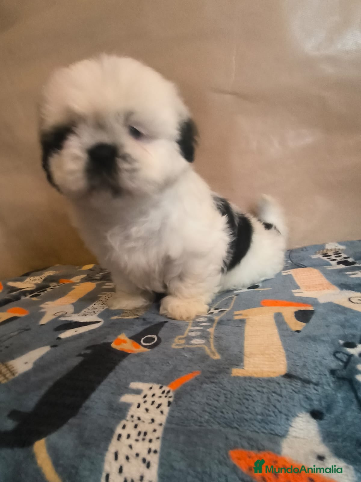 Shih Tzu perros Shit tzu mini - Anuncio 1