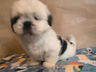Shih Tzu perros Shit tzu mini - Anuncio 1