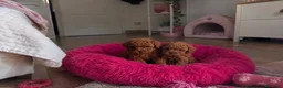 Caniche Toy perros en venta: Caniches TOY - Anuncio 1