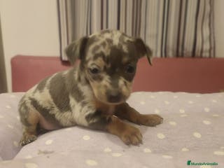 Ratón de Praga perros Camada de Ratón de Praga en Madrid - Anuncio 4