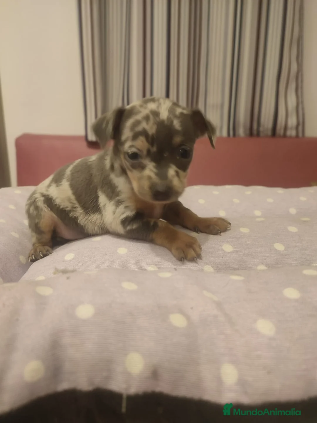 Ratón de Praga perros en venta: Camada de Ratón de Praga en Madrid - Anuncio 1