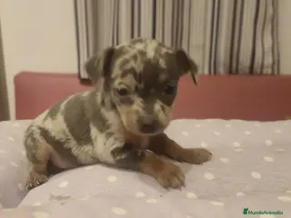 Ratón de Praga perros Camada de Ratón de Praga en Madrid - Anuncio 1