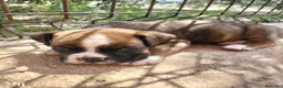 Boxer perros en venta: Boxer - Anuncio 2