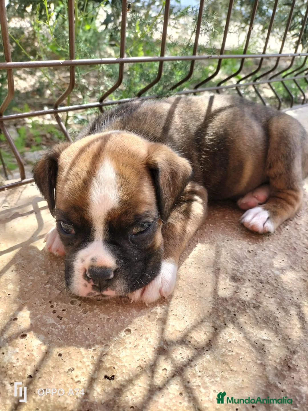 Boxer perros en venta: Boxer - Anuncio 2