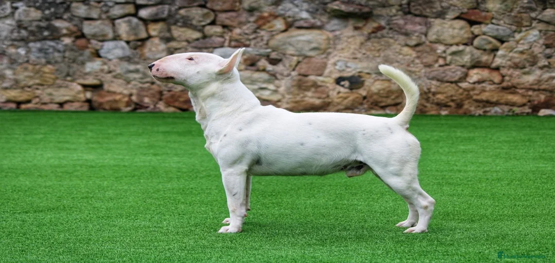 Imagen de galería {{count}}