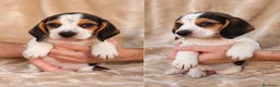 Beagle perros en venta: Preciosos Beagle 🐶🐾🔥 en Cáceres - Anuncio 1