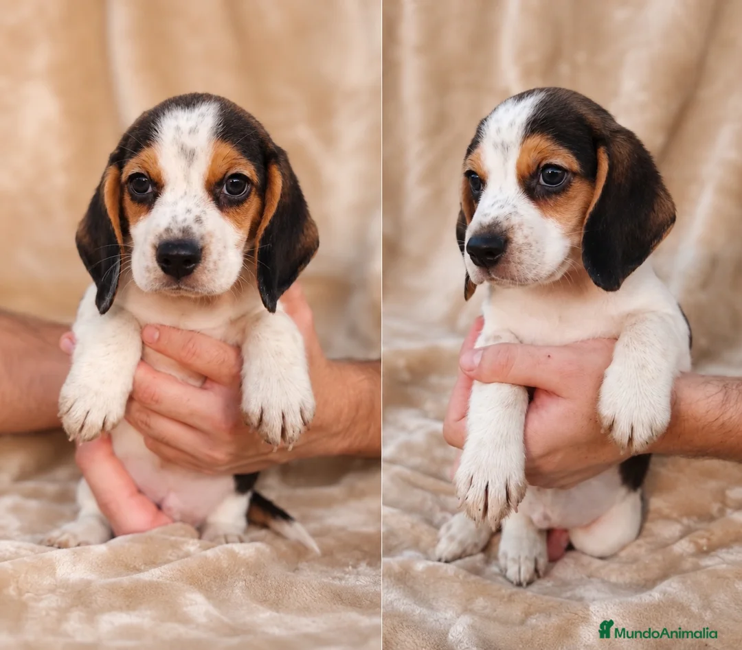 Beagle perros en venta: Preciosos Beagle 🐶🐾🔥 en Cáceres - Anuncio 1