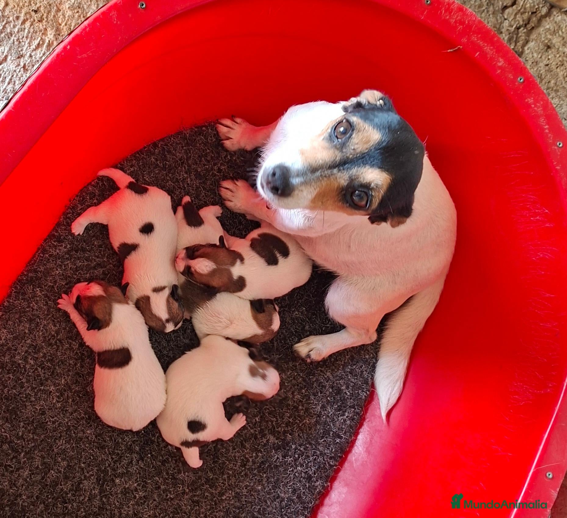 Jack Russell Terrier perros Chorros de Jack Russell - Anuncio 2