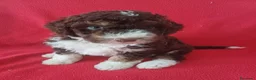 Perro de Agua Español perros en venta: Perro de Agua Español Bicolor  - Anuncio 1