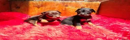 Pinscher Miniatura perros en venta: Mini pincher ! Para entregar !  en Cáceres - Anuncio 3