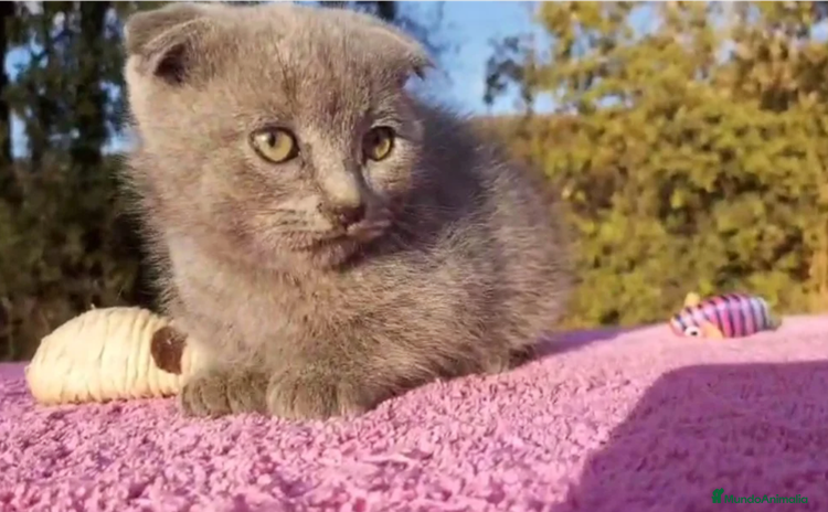 Británico de Pelo Corto gatos - Anuncio 2