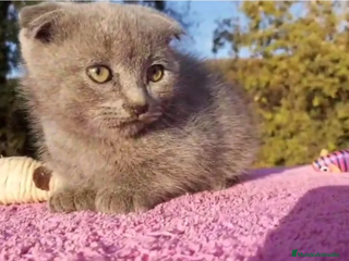 Británico de Pelo Corto gatos - Anuncio 2