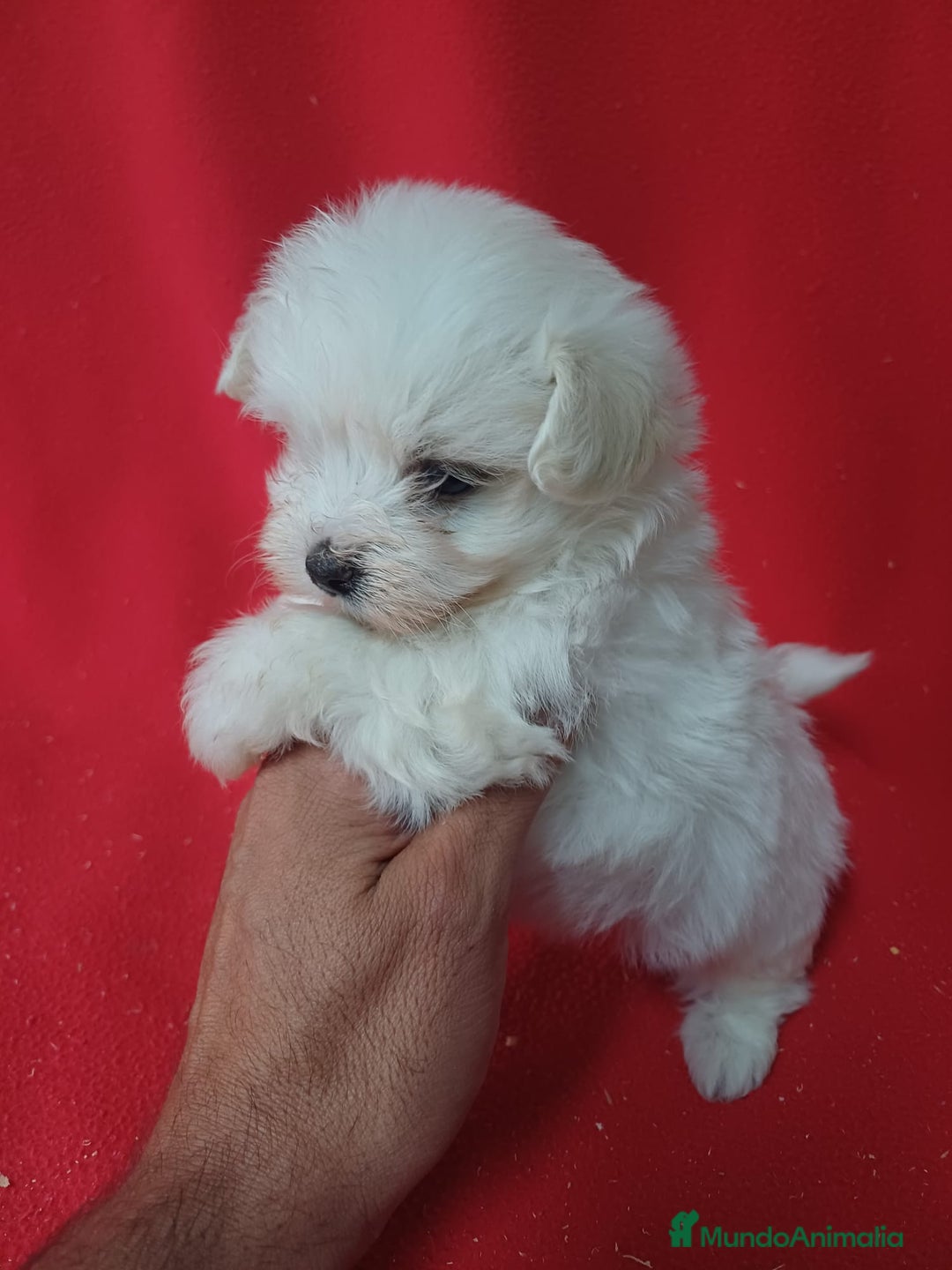 Bichón Maltés perros en venta: Bichon Maltés Americano  - Imagen 2