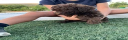Perro de Agua Español perros en venta: Perro de agua español - Anuncio 2