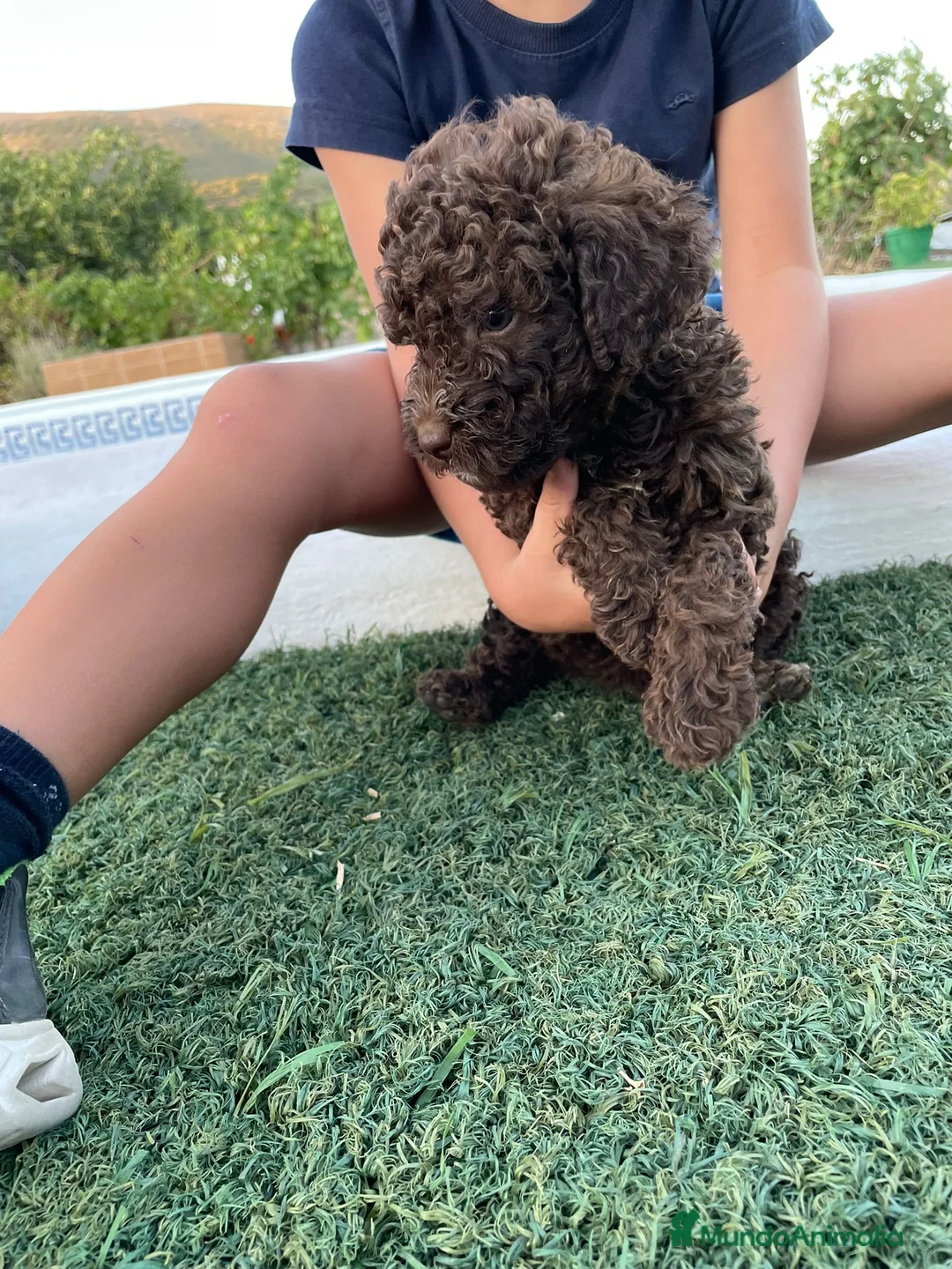 Perro de Agua Español perros en venta: Perro de agua español - Anuncio 2