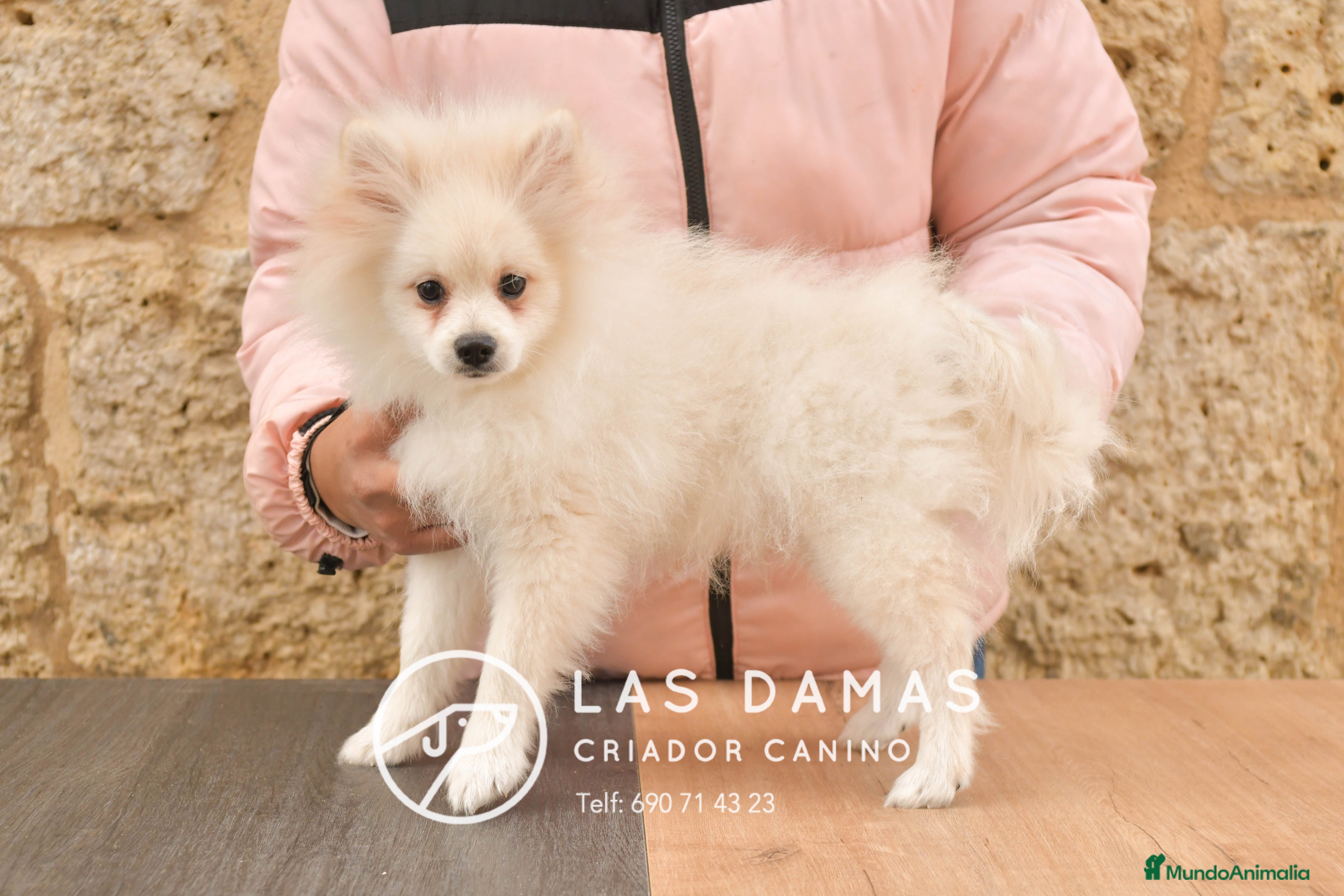 Pomerania perros Pomeranias disponibles - Anuncio 5