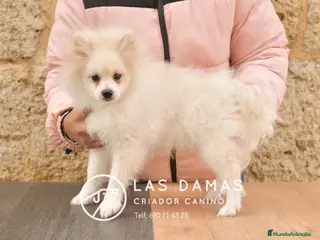 Pomerania perros Pomeranias disponibles - Anuncio 5