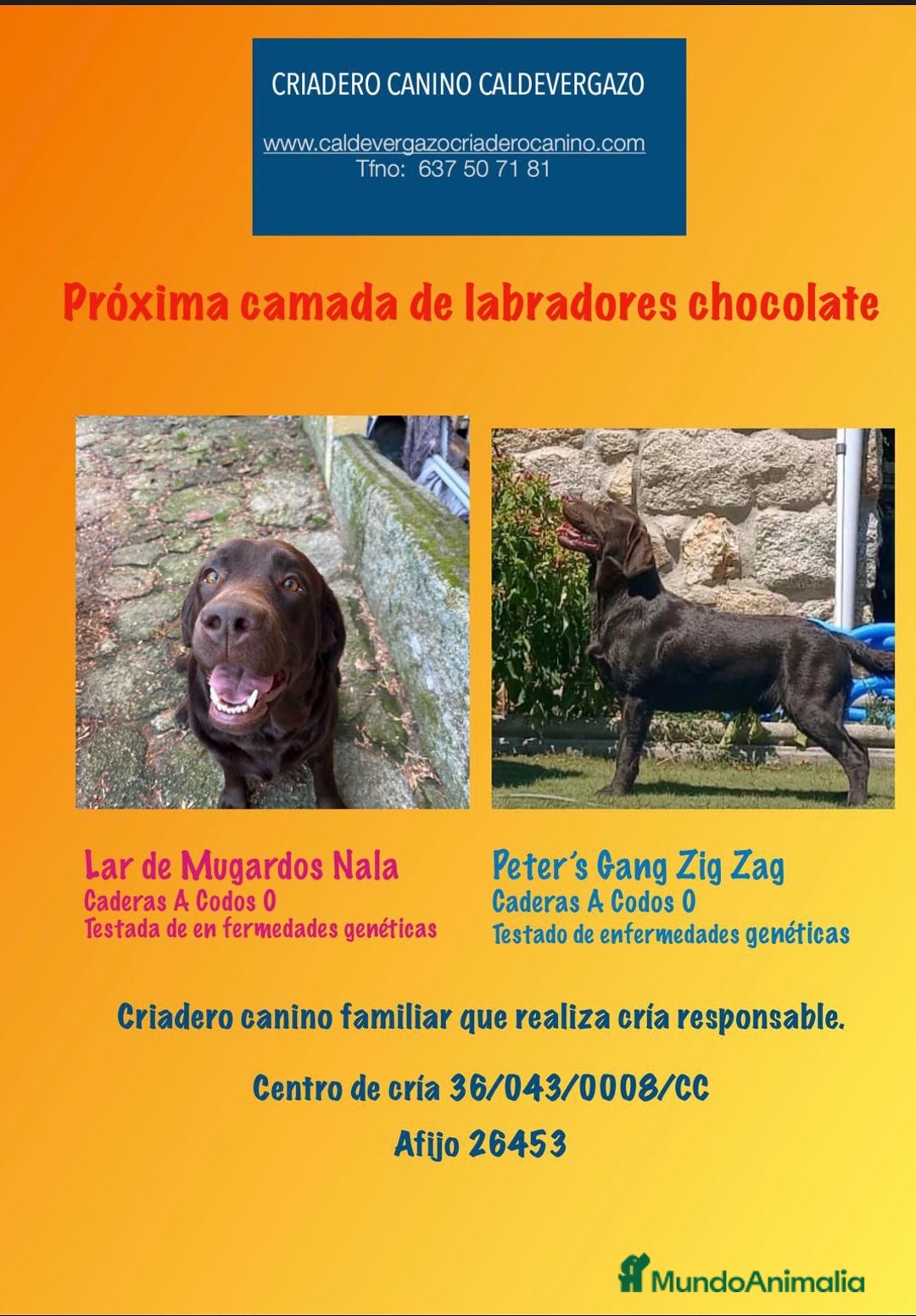 Labrador Retriever perros en venta: Camada espectacular de labradores chocolate - Anuncio 1