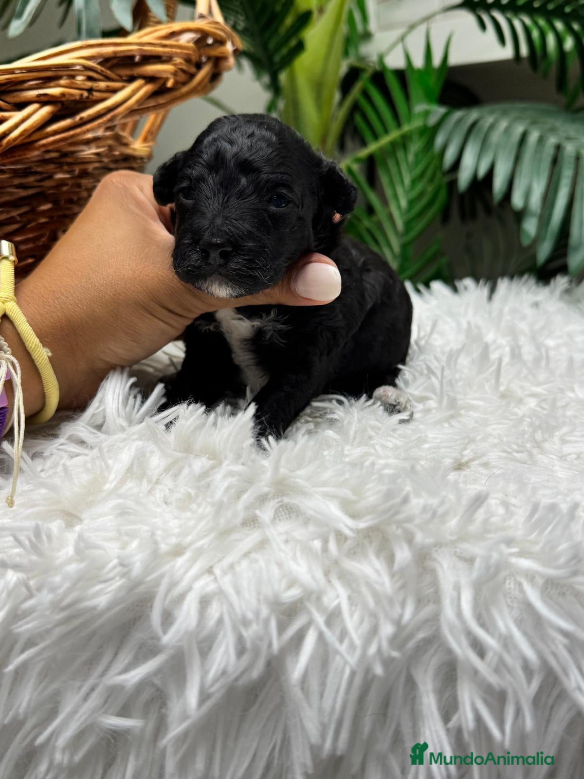 Raza Mixta perros en venta: CANICHE HEMBRA - Anuncio 14