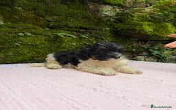 Caniche Toy perros en venta: Cachorros caniche toy  - Anuncio 4