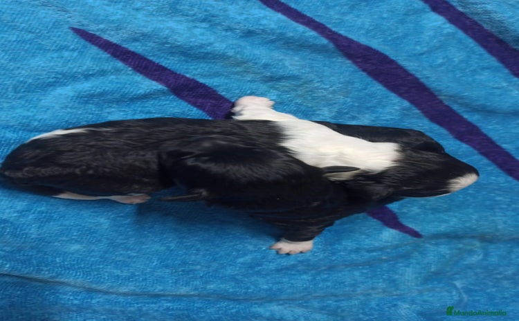 Maltipoo perros - Anuncio 1