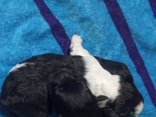 Maltipoo perros - Anuncio 1