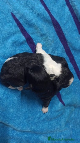 Maltipoo perros - Anuncio 8