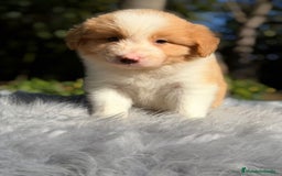 Border Collie perros en venta: Border collie rojo australiano  - Imagen 7