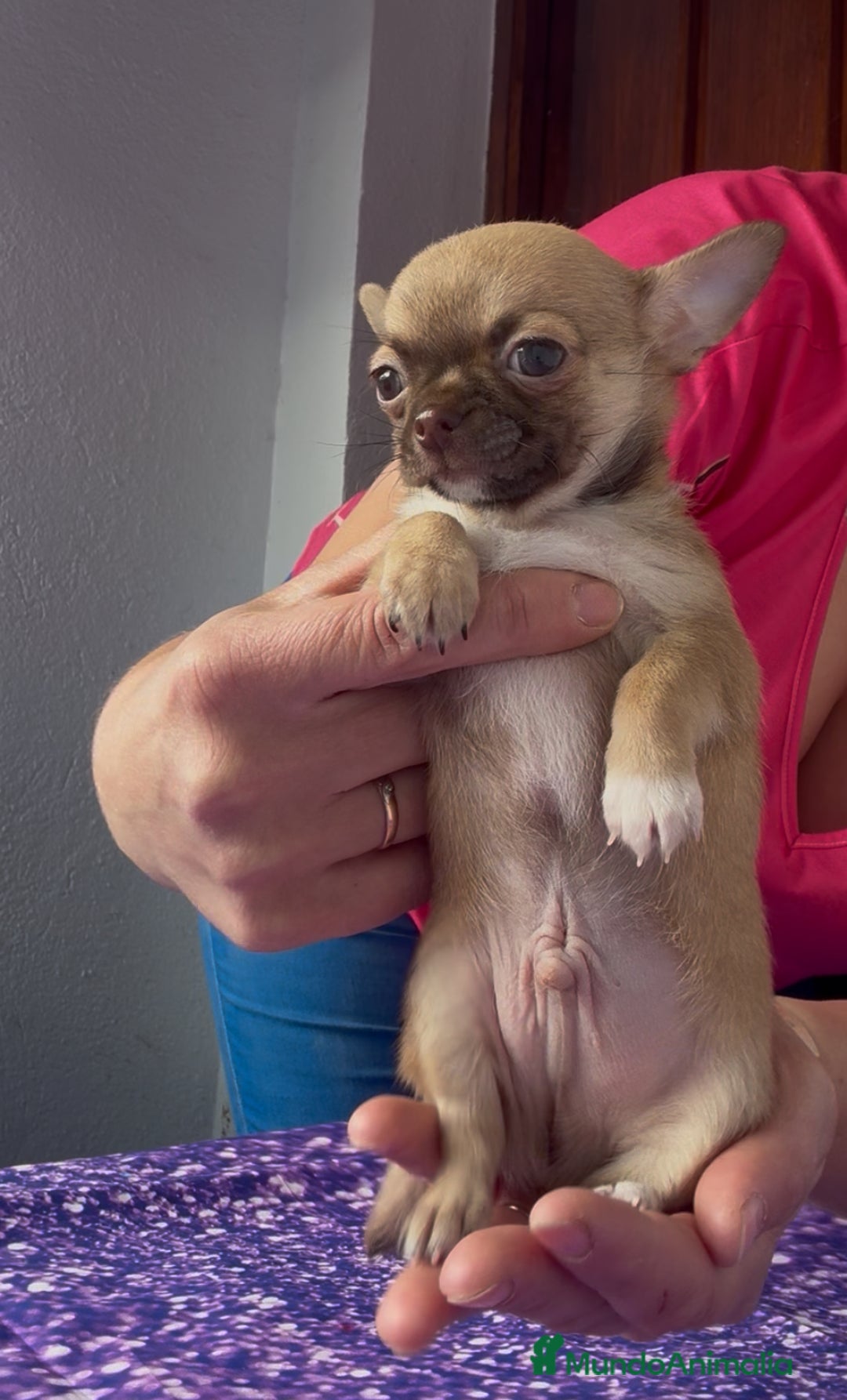Chihuahua perros en venta: Chihuahua macho chocolate super chiquitin - Imagen 6