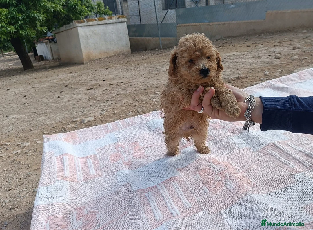 Caniche Toy perros en venta: CANICHES APRICOT TOY  - Anuncio 2