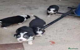 Border Collie perros en venta: Border collie  - Imagen 4