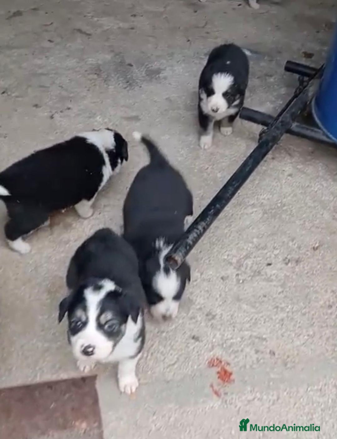 Border Collie perros en venta: Border collie  - Imagen 4
