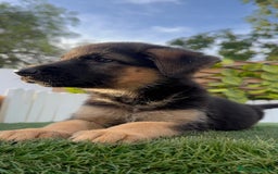 Pastor Alemán perros en venta: PASTOR ALEMAN HEMBRA - Imagen 5